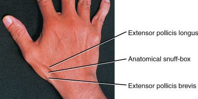 Palpable Anatomy: The Anatomical Snuffbox